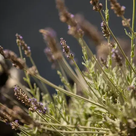 Kamarela Appartement