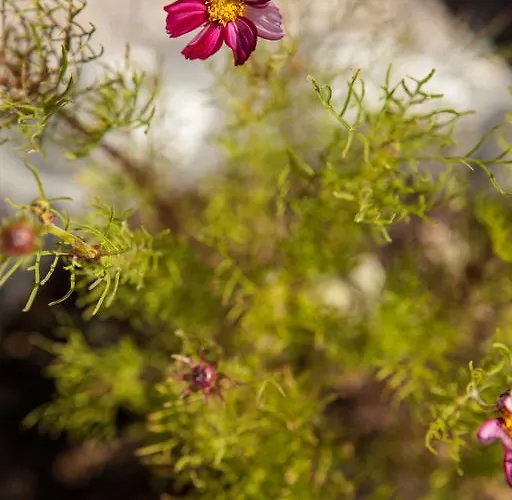 卡马雷拉一室公寓酒店 *