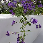 Kamarela Apartman *